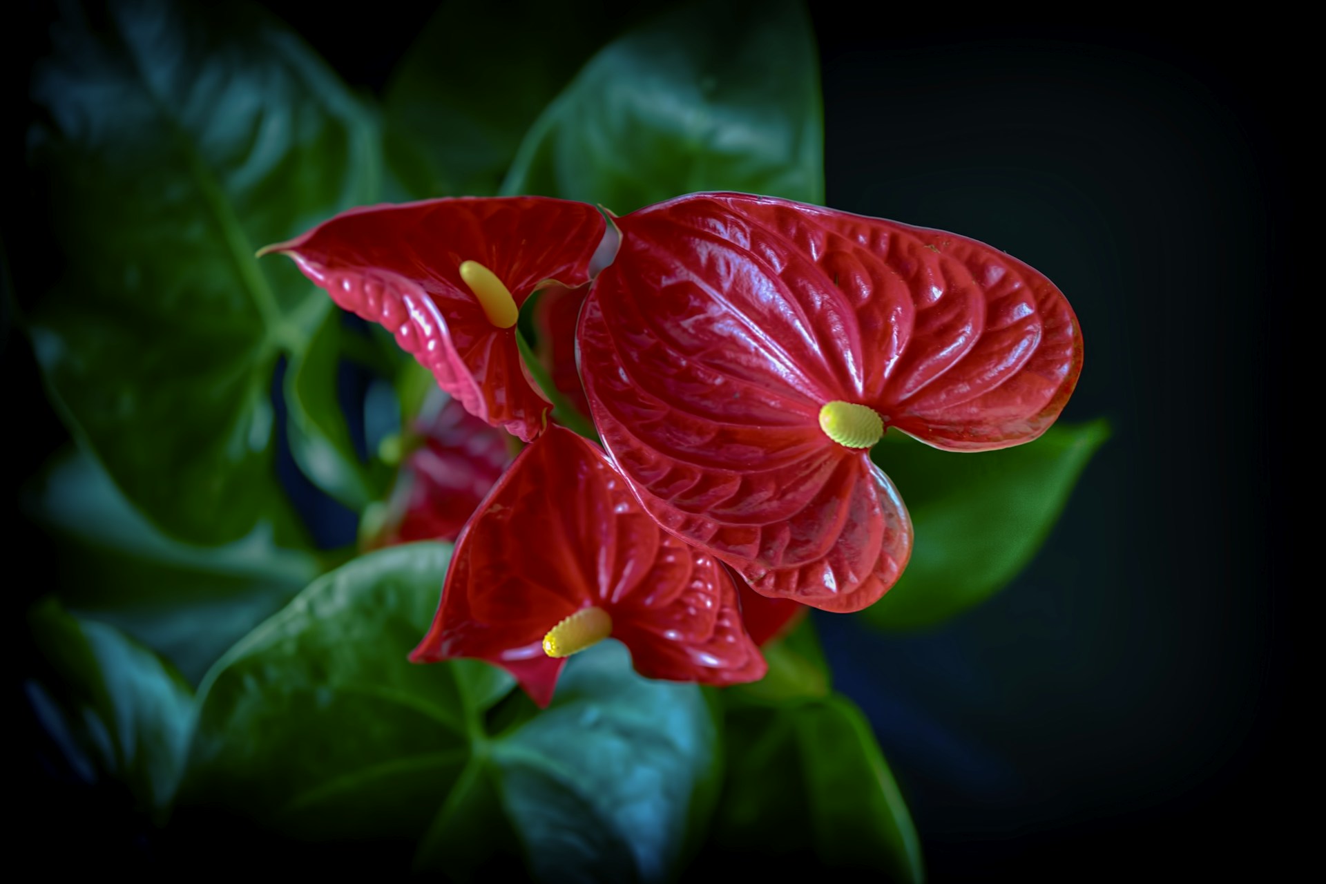 red flower in tilt shift lens