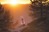 A whimsical scene features an inflatable unicorn standing on a rocky outcrop surrounded by trees. The sun is setting or rising in the background, casting a warm golden light over the forest landscape. Tall pine trees frame the view, adding a natural element to the otherwise playful composition.