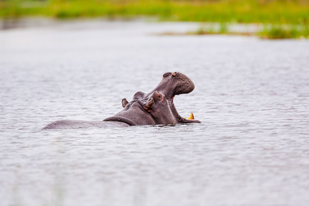 Animal marrón en el agua durante el día