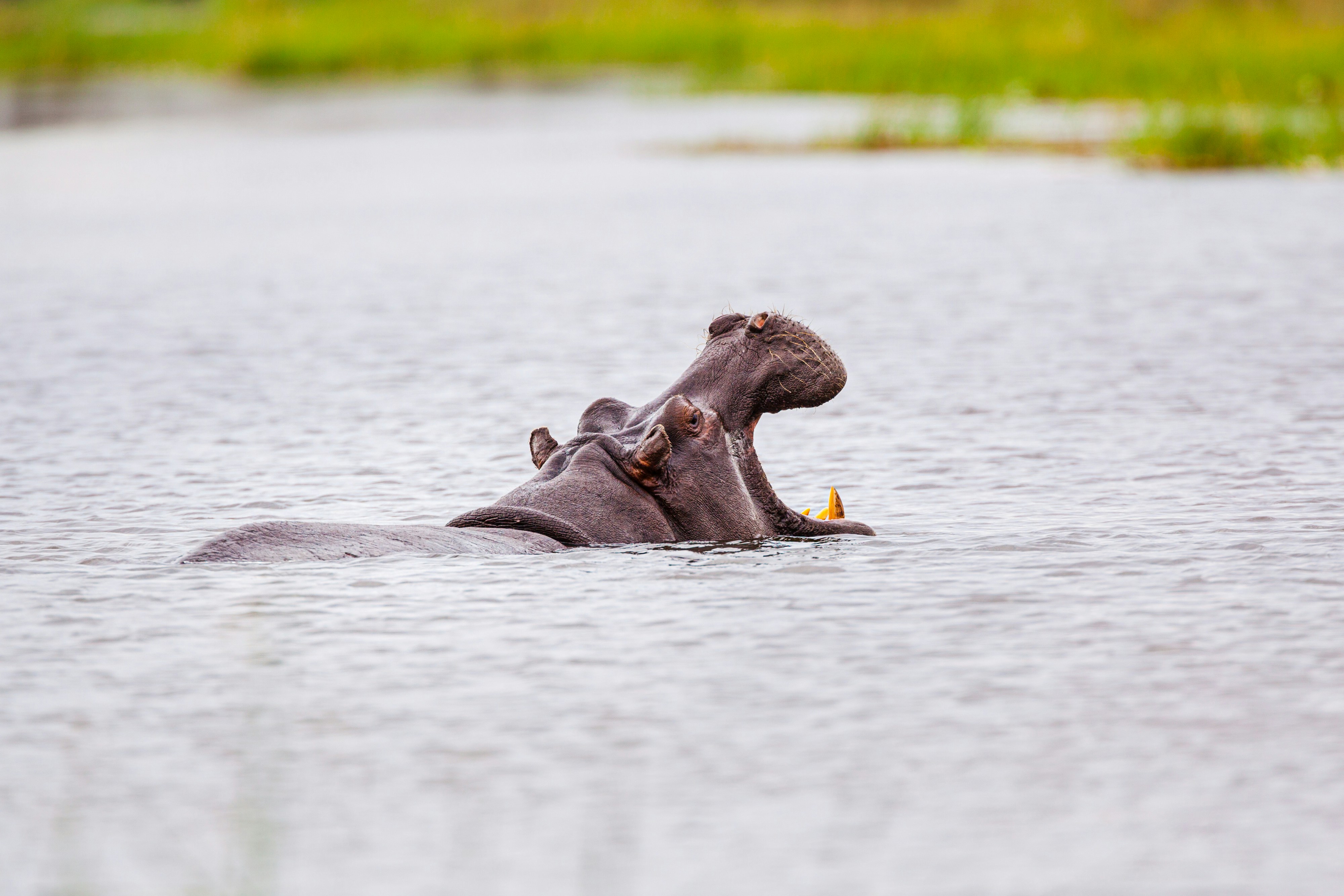 Hippopotamus showing territorial behaviour