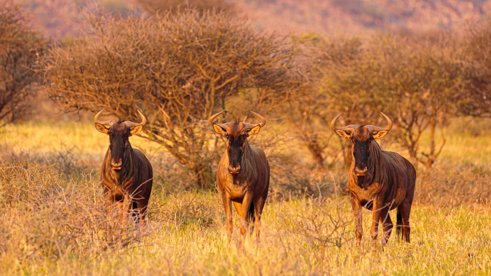 brown deer on brown grass field during daytime