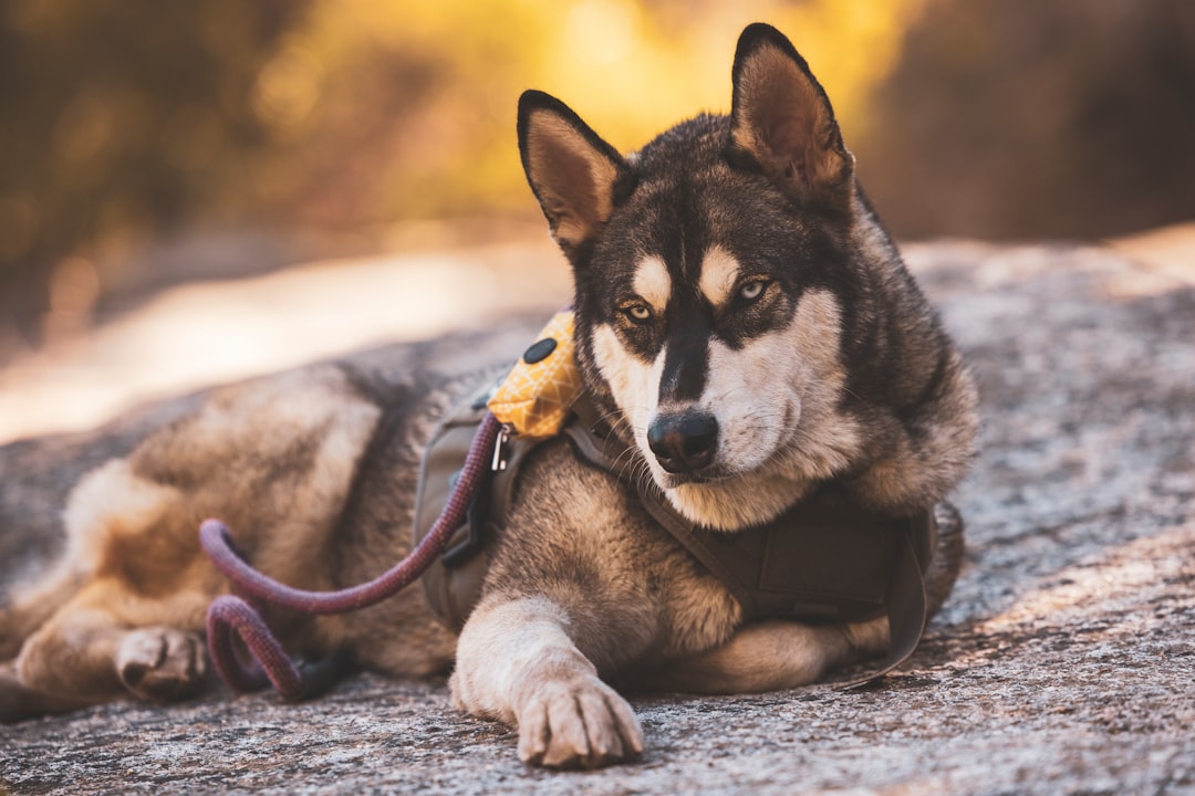 black and white siberian husky puppy lying on snow covered ground during sunset