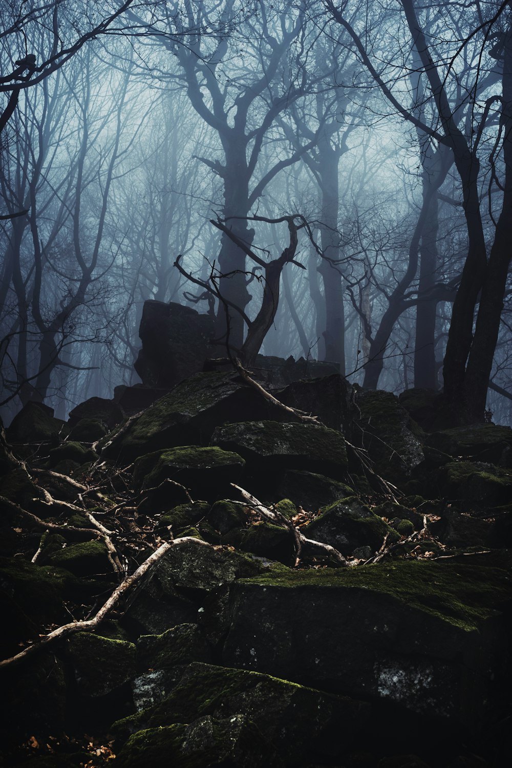 brown tree trunk on brown rock