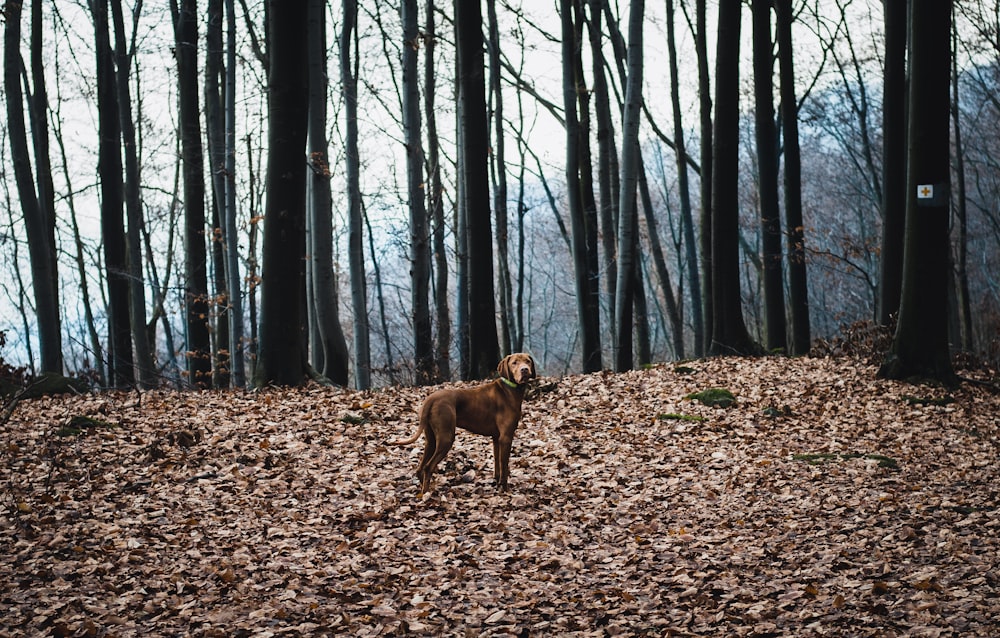 brown short coated dog on forest during daytime