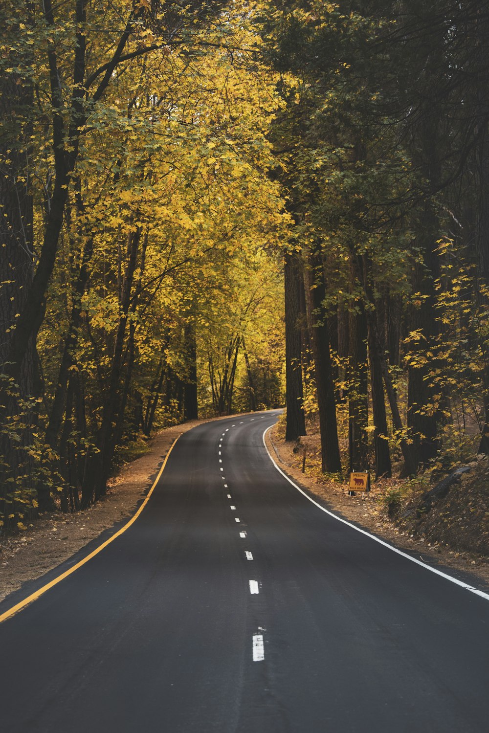 black asphalt road between yellow trees during daytime