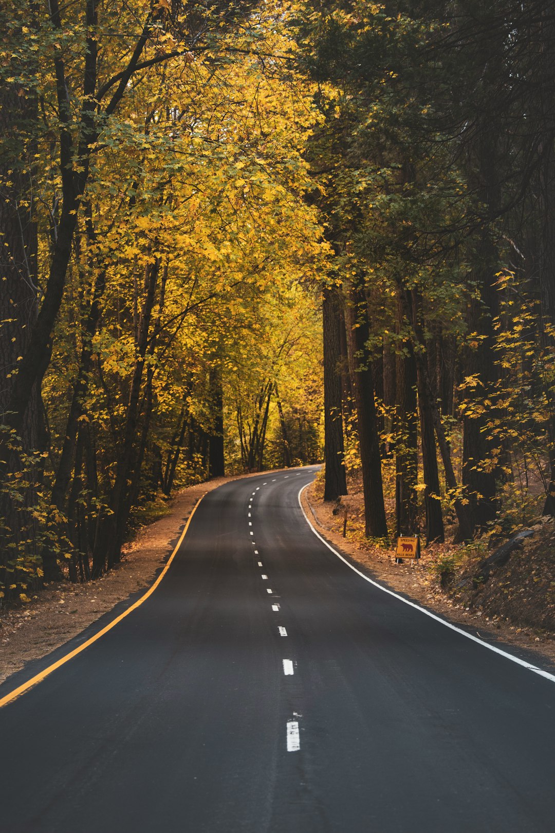 black asphalt road between yellow trees during daytime