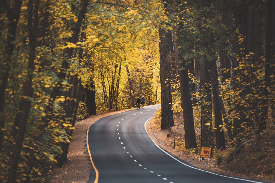 black asphalt road in between green trees during daytime