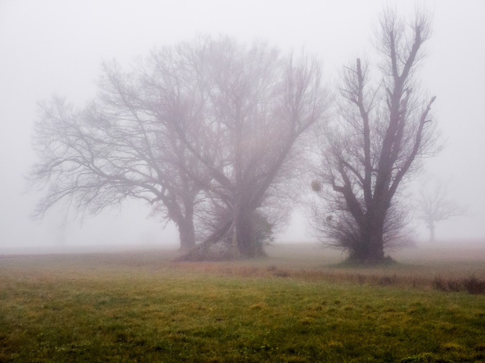 green grass field with fog