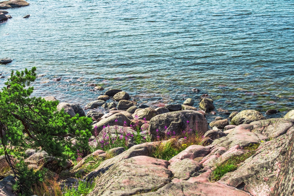 brown rocks near body of water during daytime