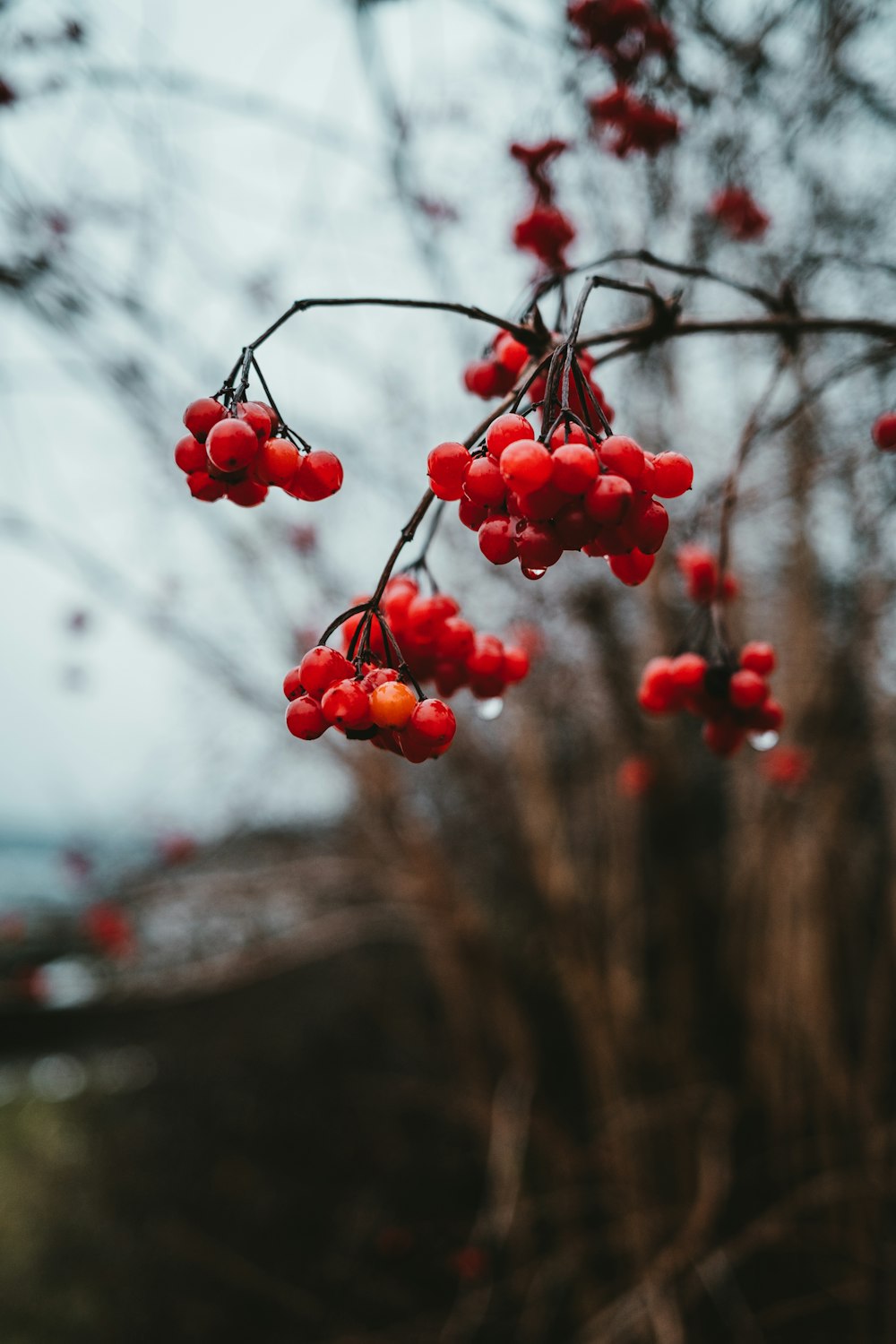 fruits ronds rouges sur la branche de l’arbre