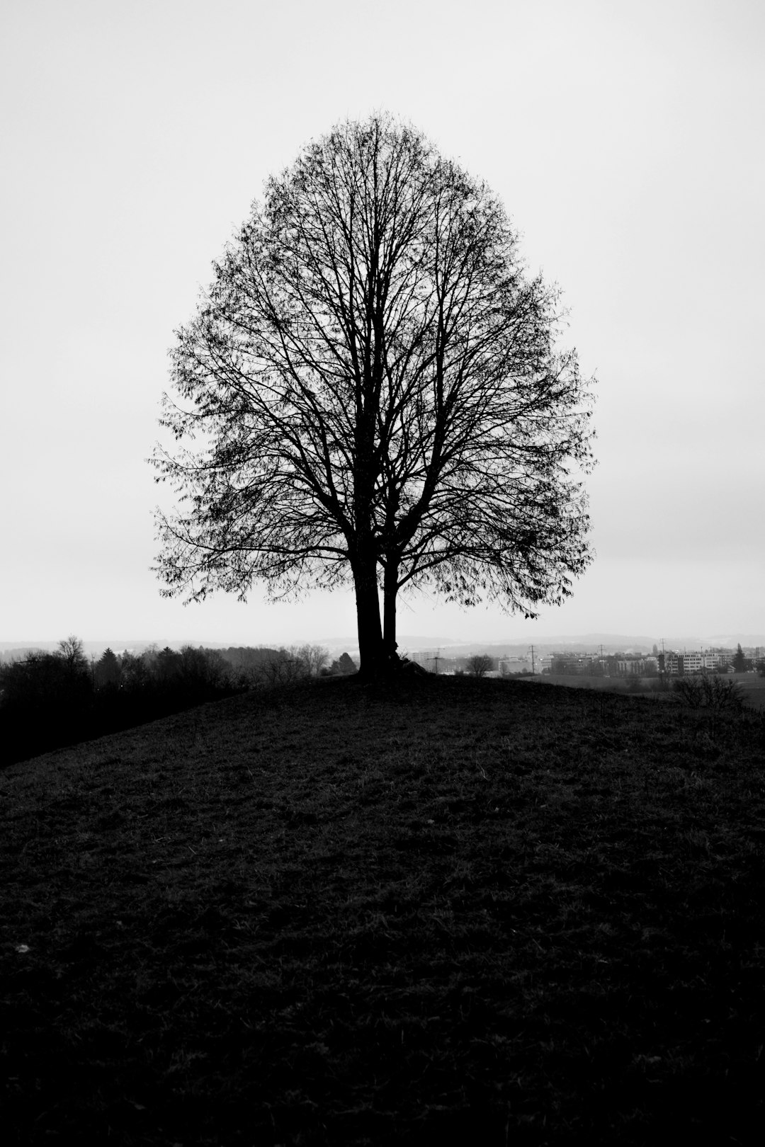 leafless tree on green grass field