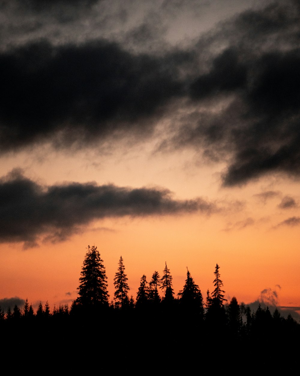 silhouette of trees under cloudy sky during sunset