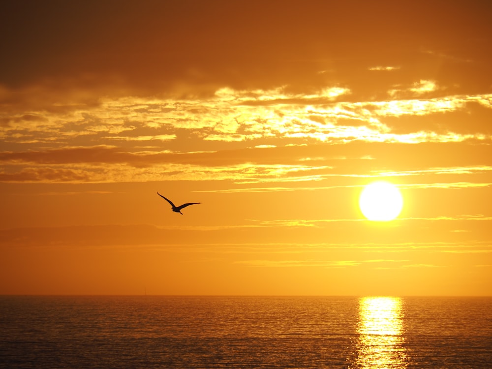 Silhouette eines Vogels, der während des Sonnenuntergangs über das Meer fliegt