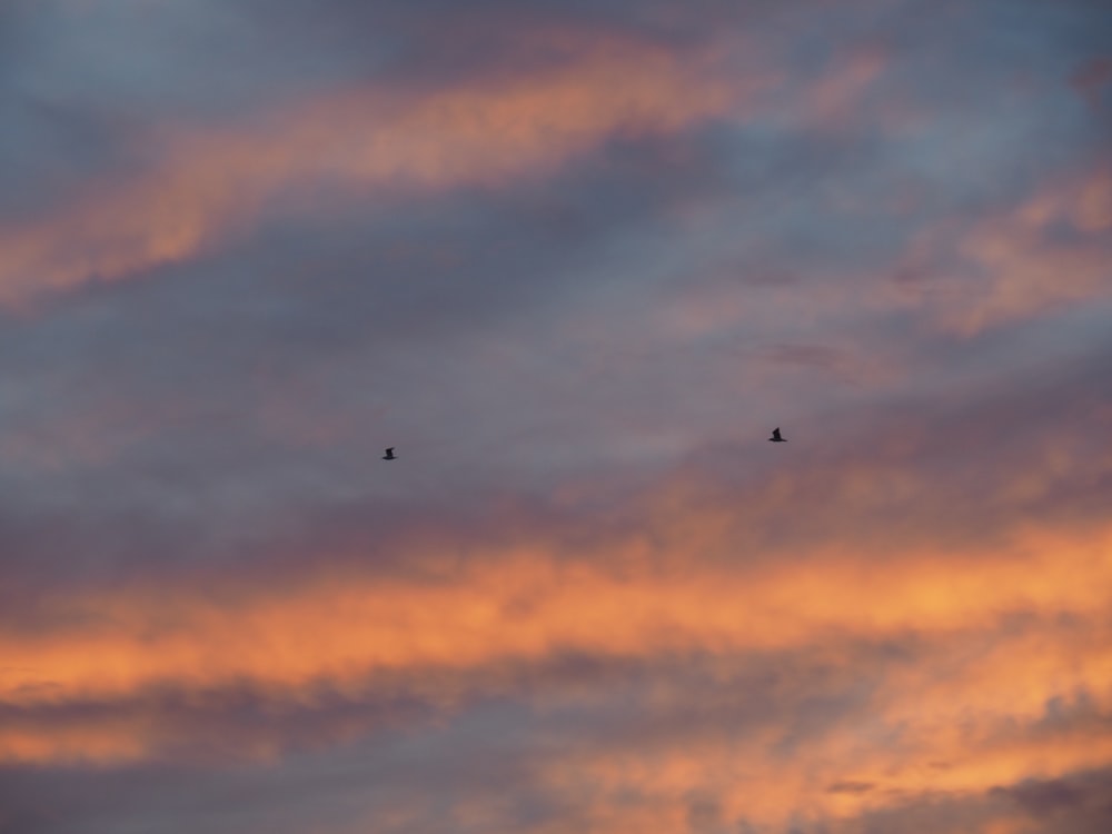 flock of birds flying under cloudy sky during daytime