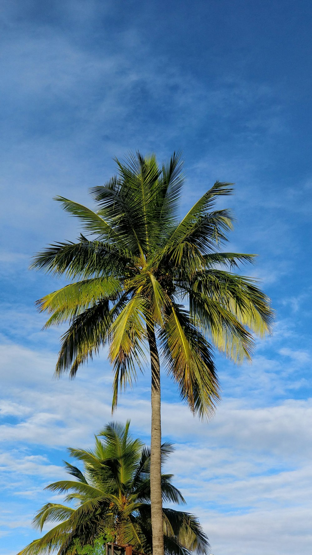 green palm tree under blue sky during daytime