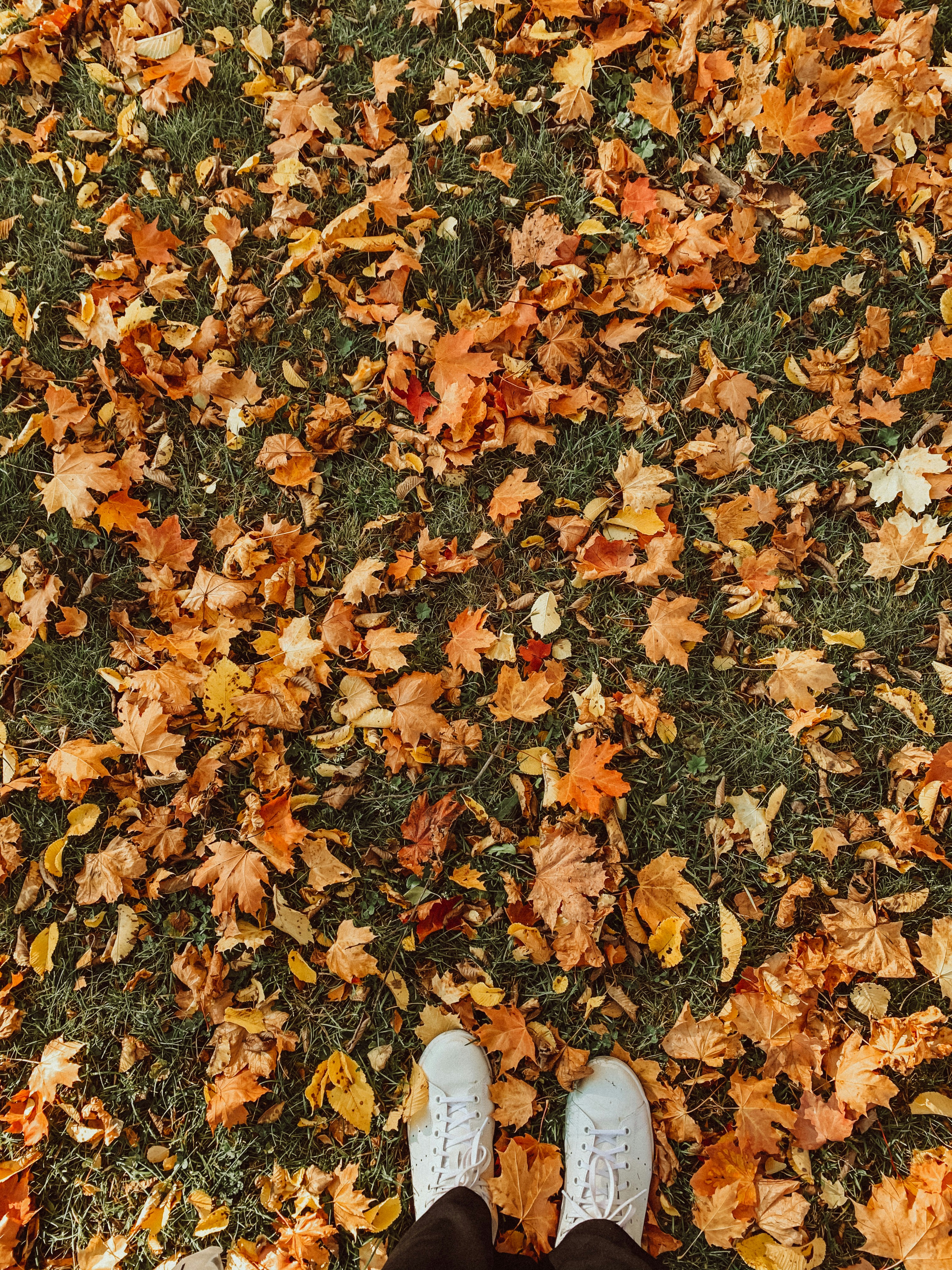 brown leaves on the ground