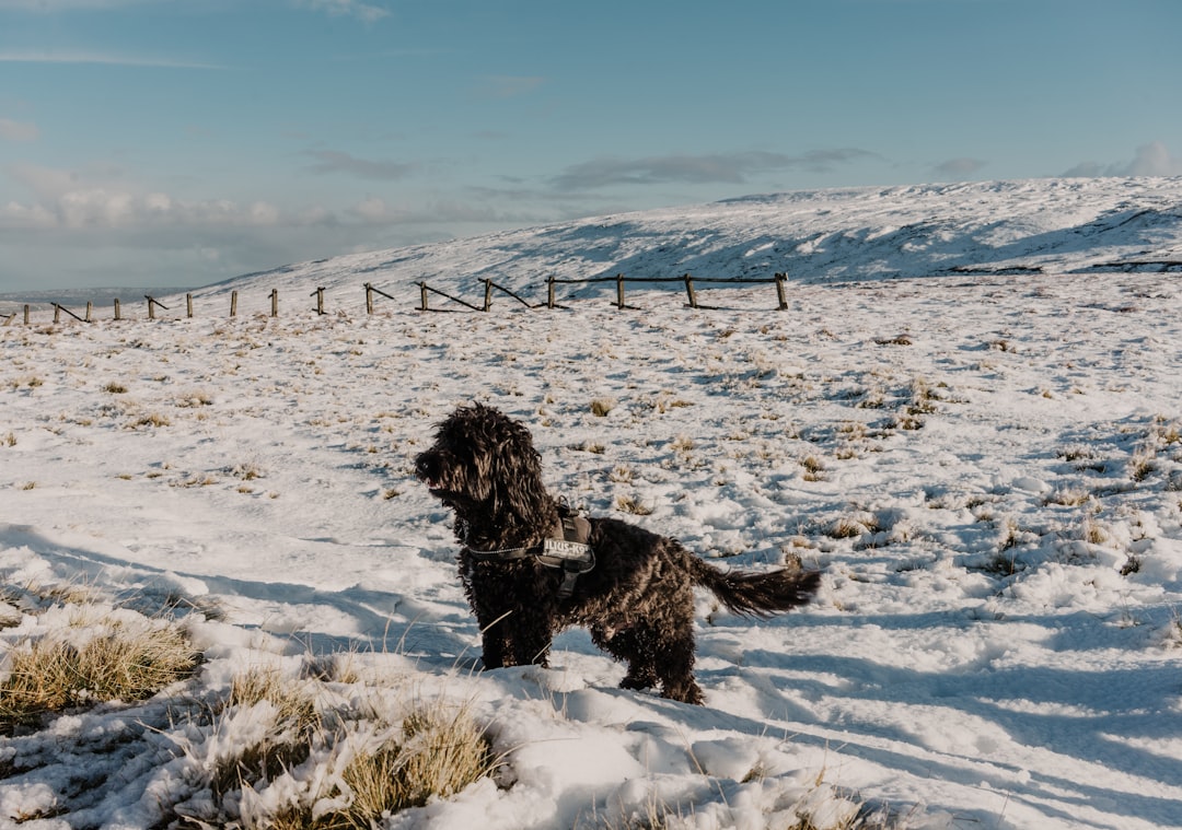 black long coated dog on snow covered field during daytime