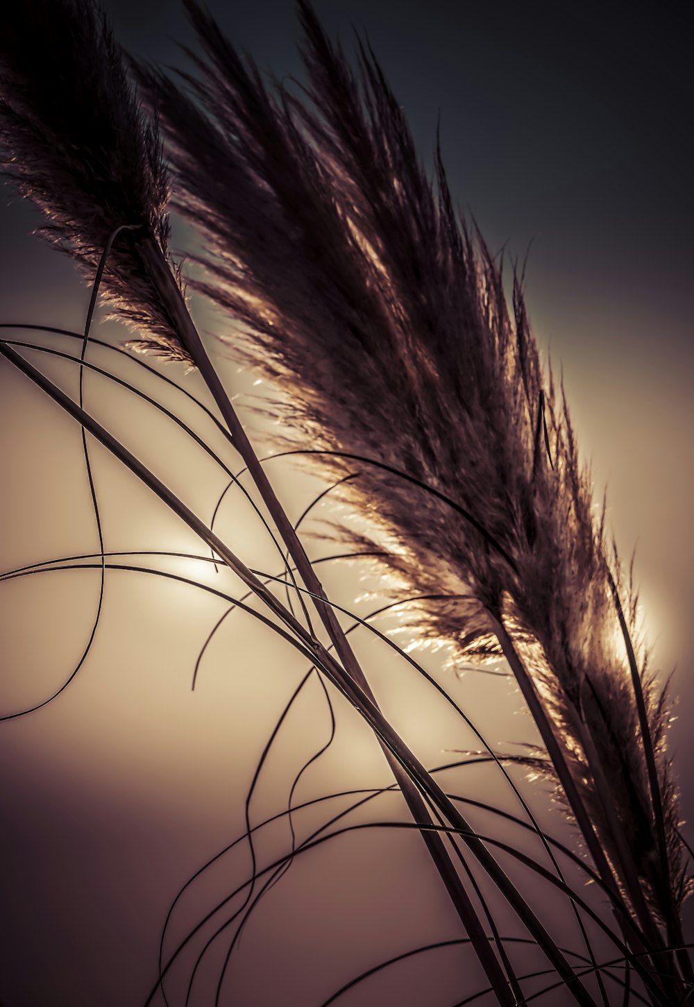 Plant de blé brun au coucher du soleil