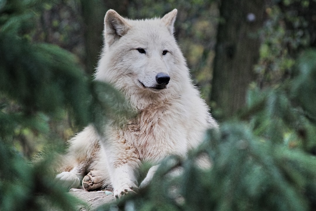  white wolf lying on ground arctic wolf