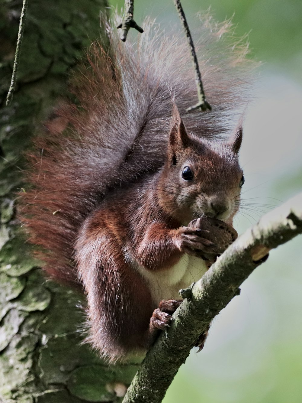 brown squirrel on brown tree branch during daytime