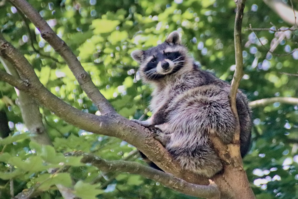black and white raccoon on brown tree branch during daytime