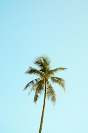 green palm tree under blue sky during daytime