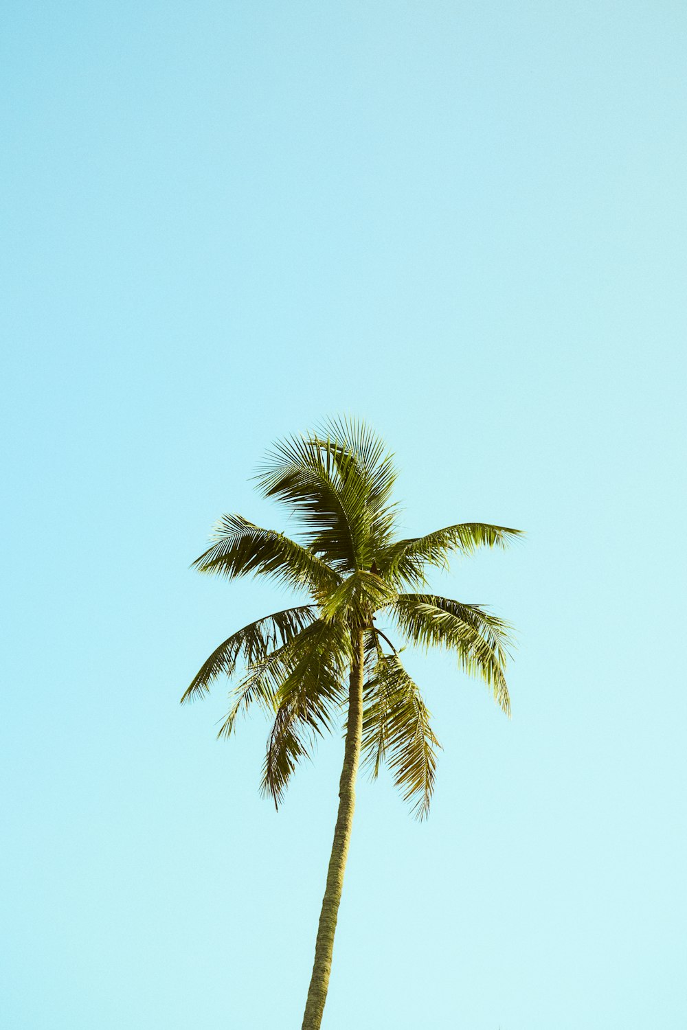 green palm tree under blue sky during daytime