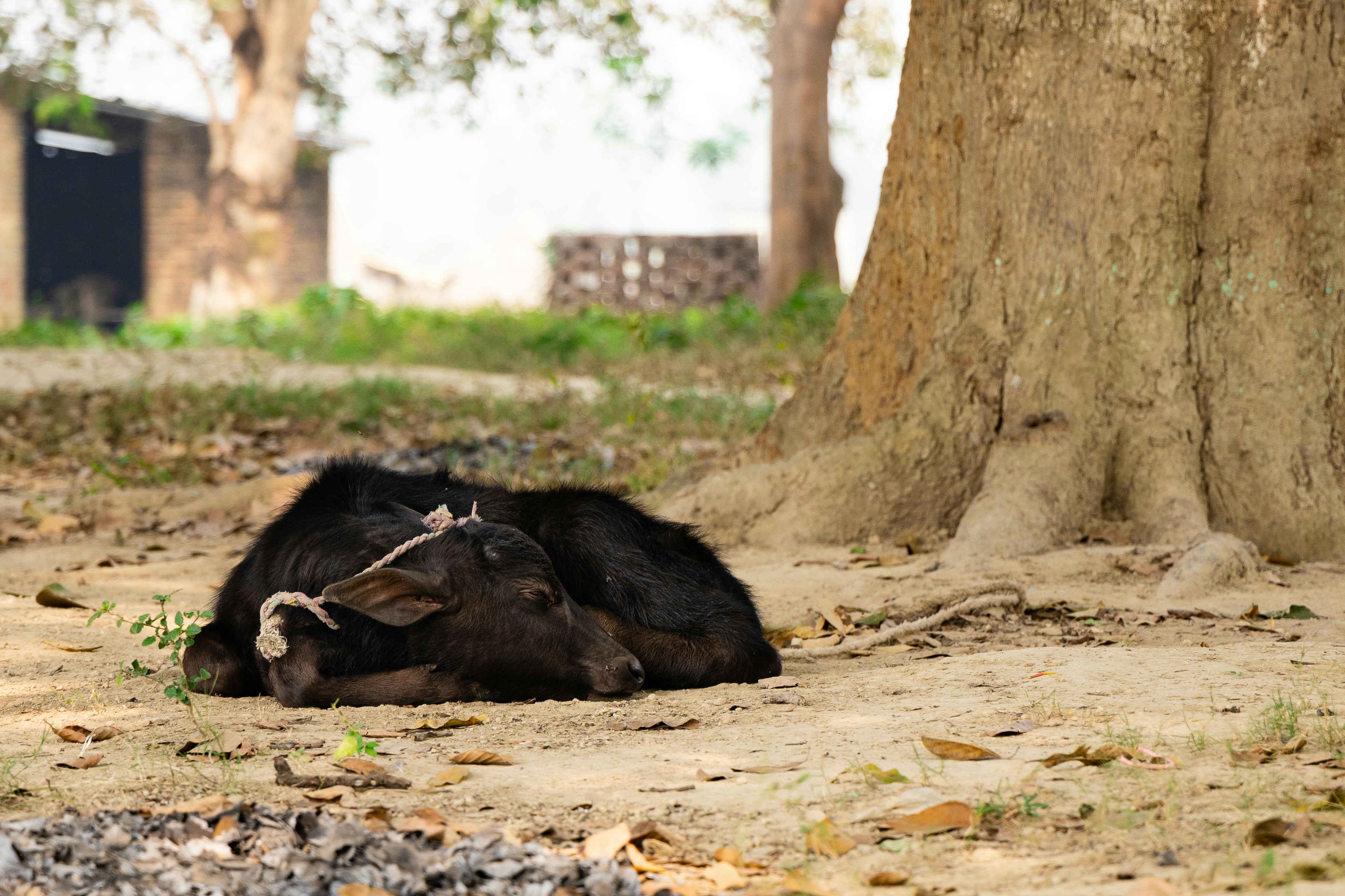 black animal lying on ground during daytime