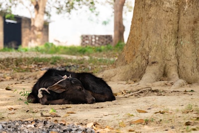 A buffalo resting comfortably in a shaded area with farm workers tending nearby.