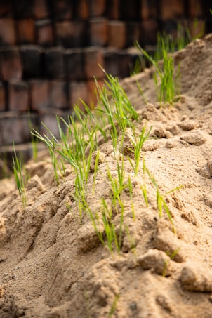 A pile of sand with green grass sprouts emerging from it, indicating new growth. The background features a stack of dark brown bricks, creating an earthy and natural scene.