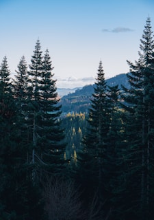 green pine trees under blue sky during daytime