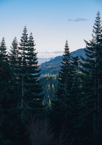 green pine trees under blue sky during daytime