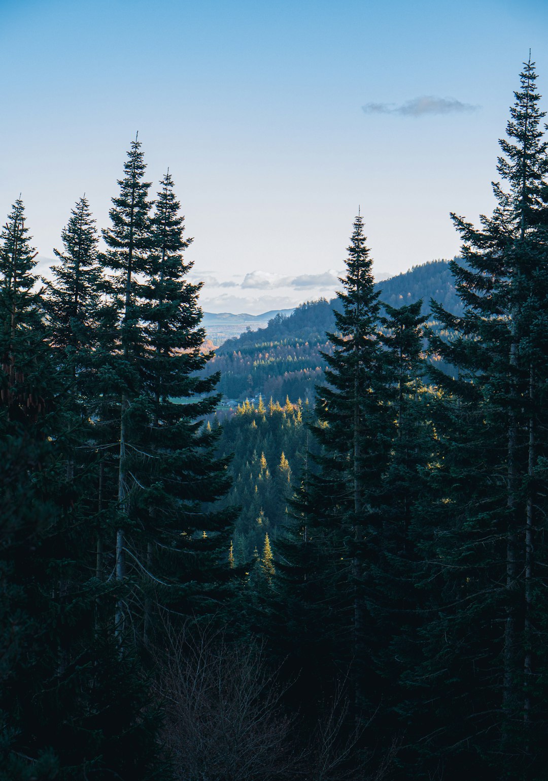 green pine trees under blue sky during daytime