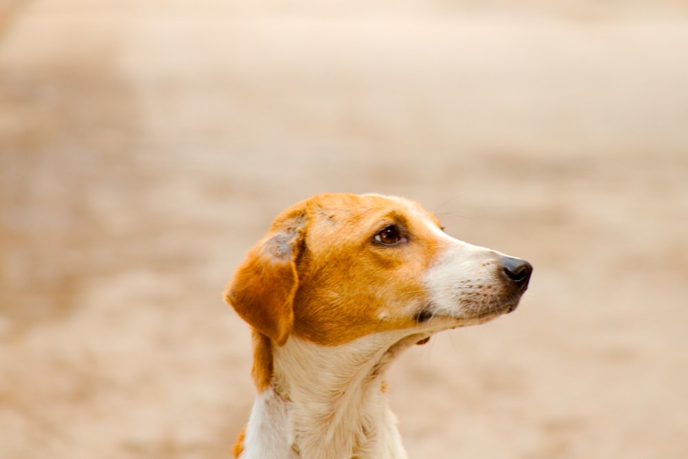 cane a pelo corto bianco e marrone