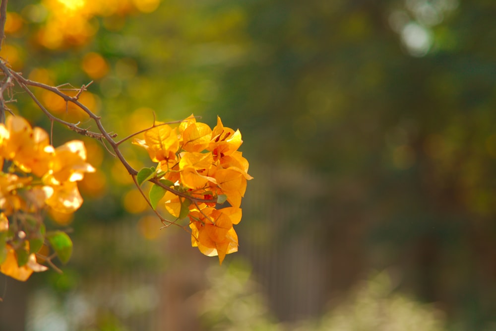 yellow flower in tilt shift lens