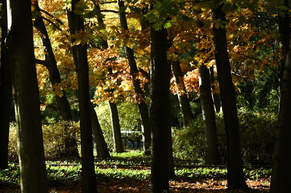 brown and green trees during daytime