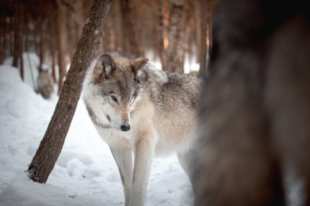 white and black wolf on snow covered ground