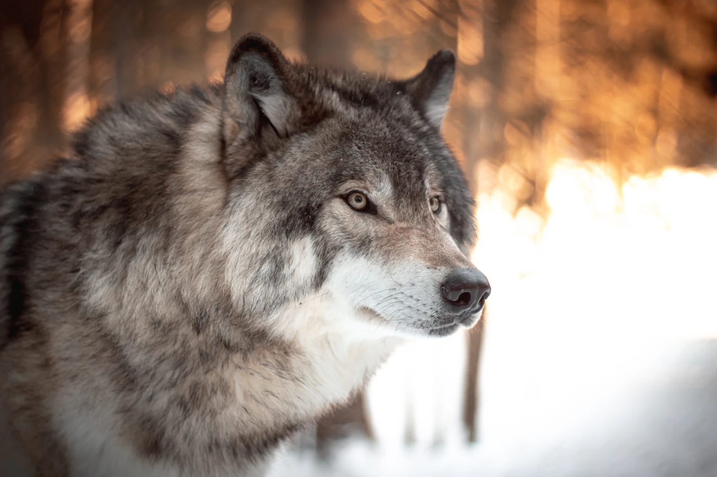 Loup en forêt