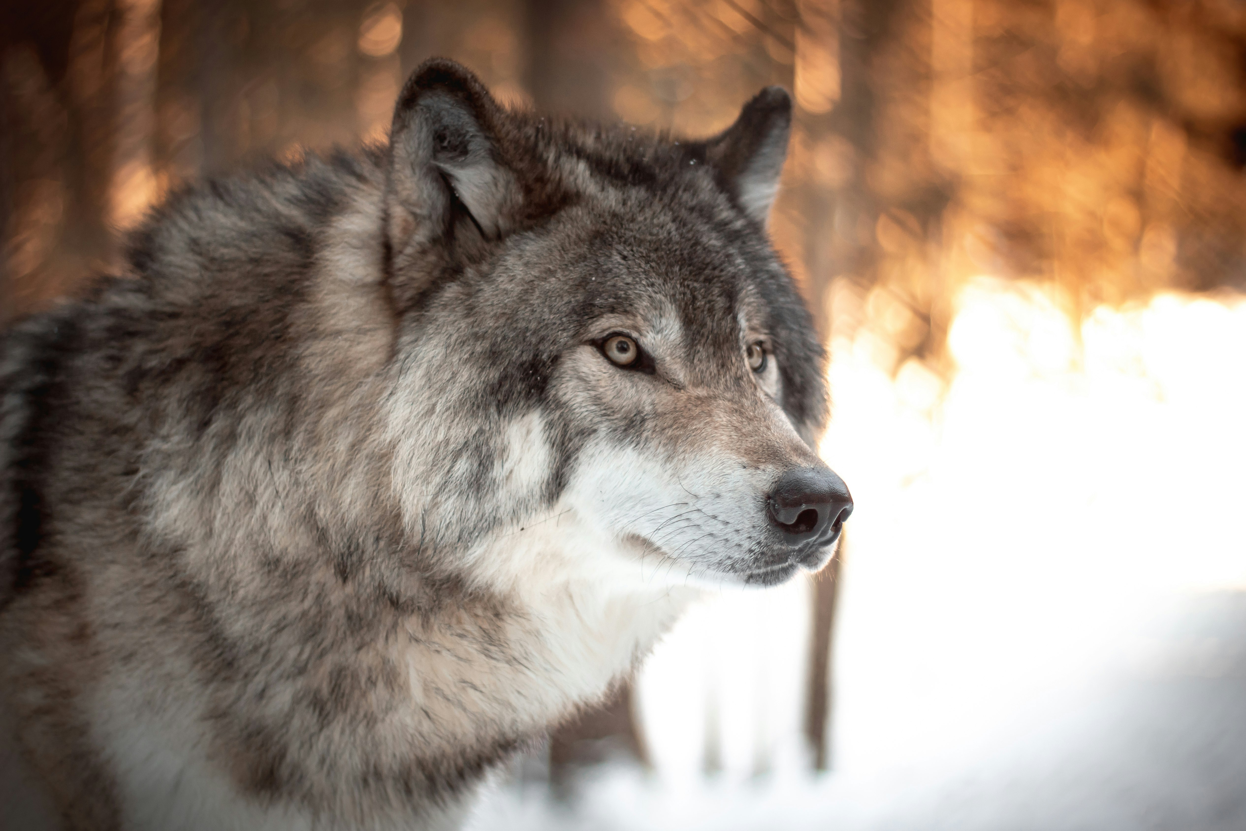 white and black wolf in tilt shift lens