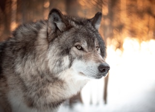 white and black wolf in tilt shift lens
