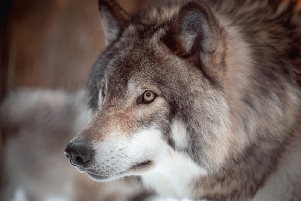 lobo marrón y blanco en lente de cambio de inclinación