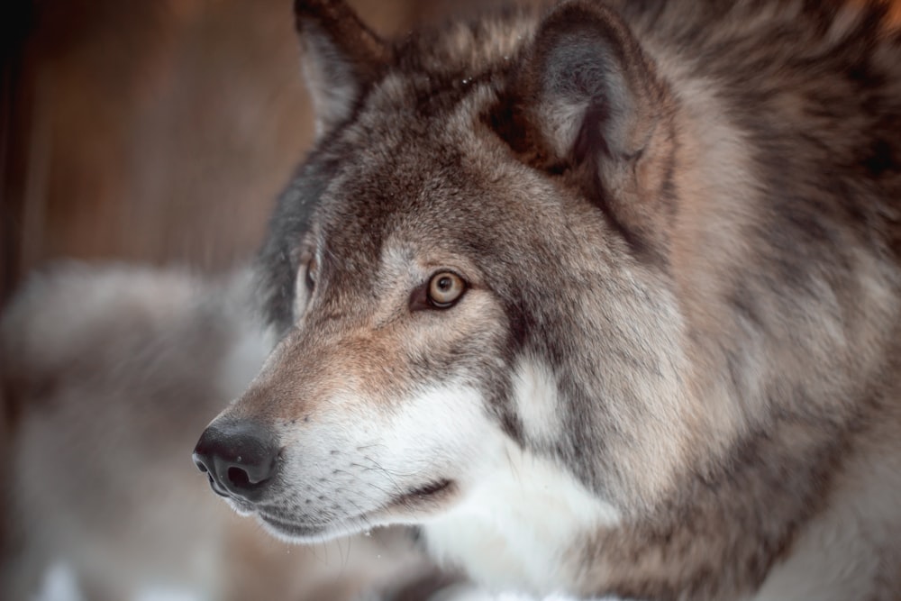 brown and white wolf in tilt shift lens