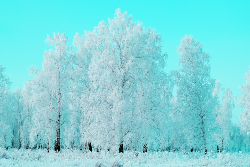 昼間は青空の下、雪に覆われた地面に白い木々が生えています
