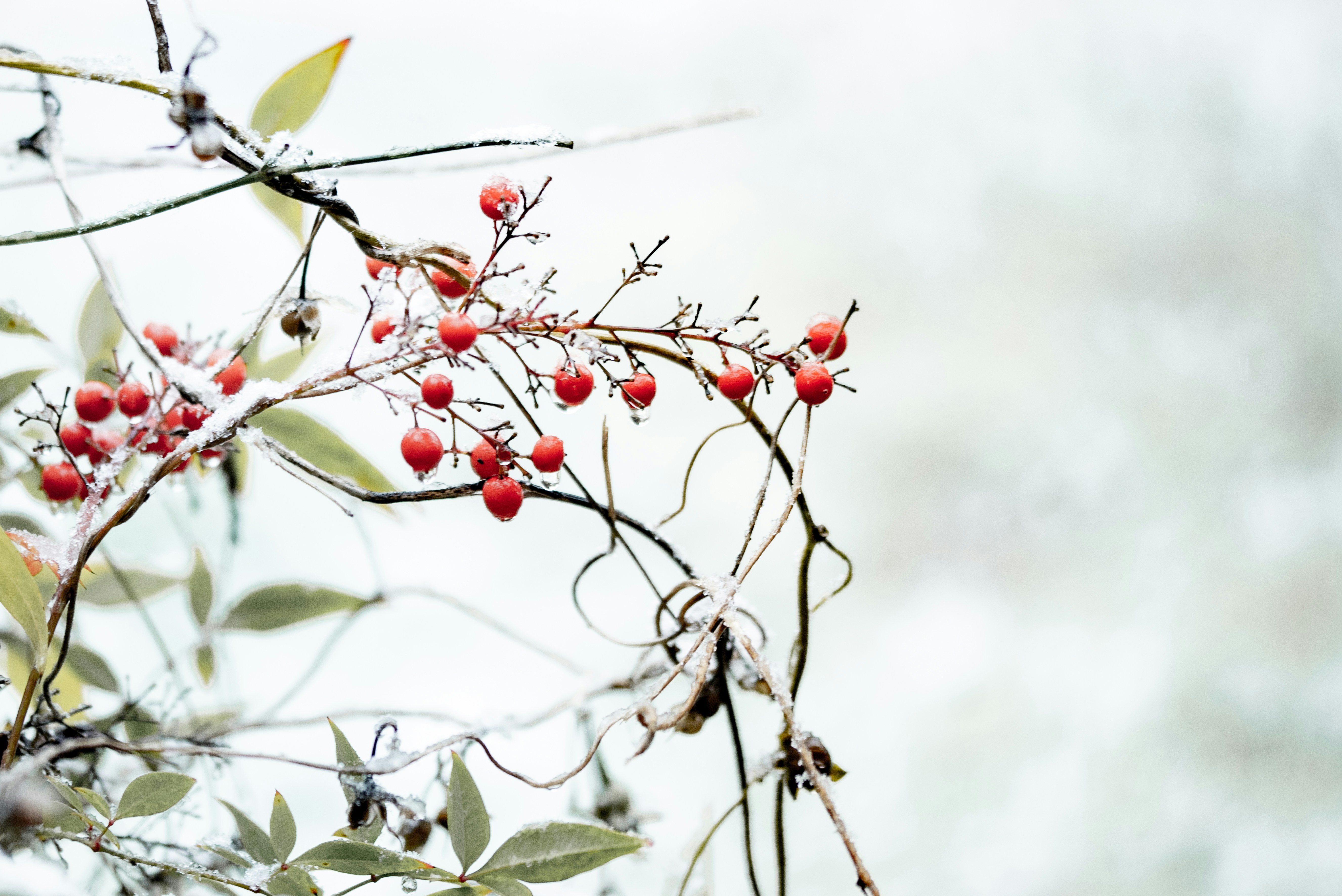 Photo by lauraadaiphoto