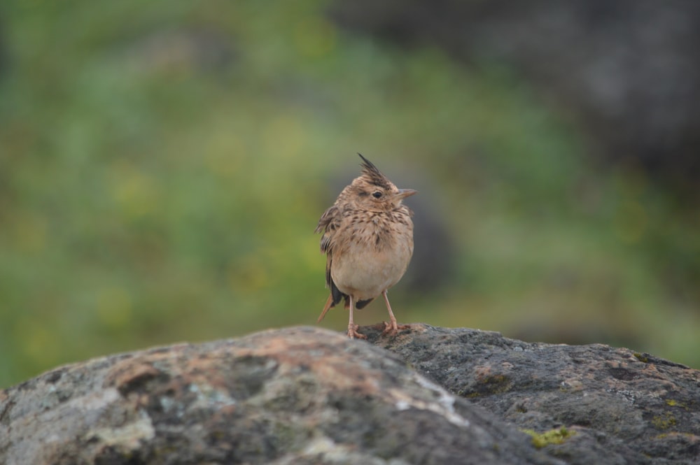 brown bird on gray rock during daytime