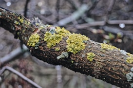 A close-up view of a tree branch with patches of green and yellow lichen growing on its textured bark, set against a blurred background of additional branches and foliage.