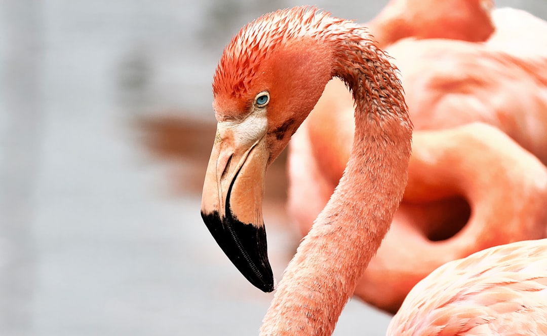 pink flamingo on water during daytime