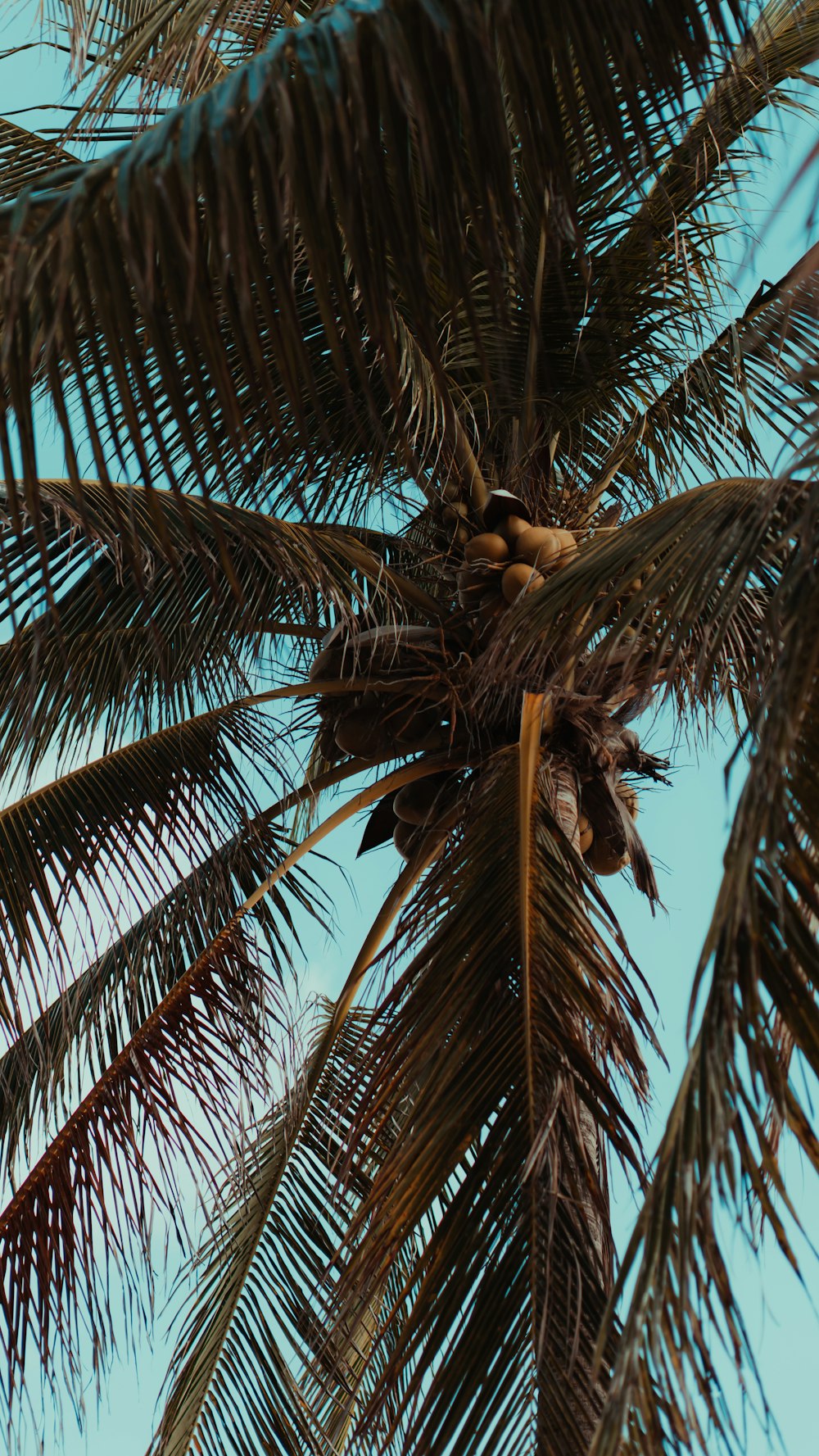 green palm tree during daytime