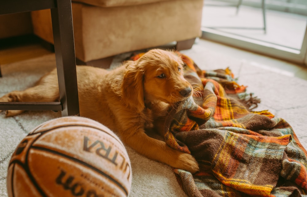 brown short coated dog lying on brown and white textile