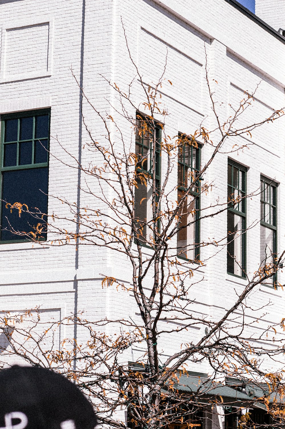 leafless tree in front of white concrete building